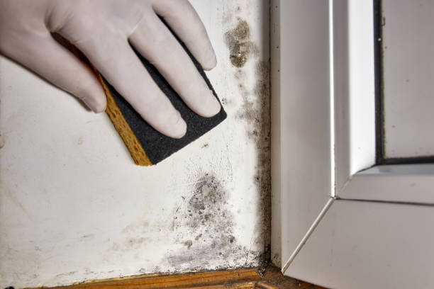 Best Mold Remediation for Healthcare Facilities  in Lake Secession, SC